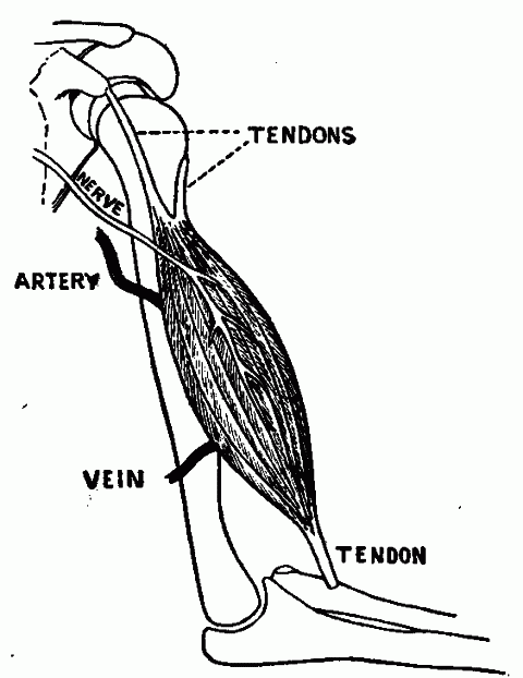 Fig. 110—A muscle-organ in position. The tendons connect at one end with the bones and at the other end with the fiber cells and perimysium. (See text.) Fig. 110