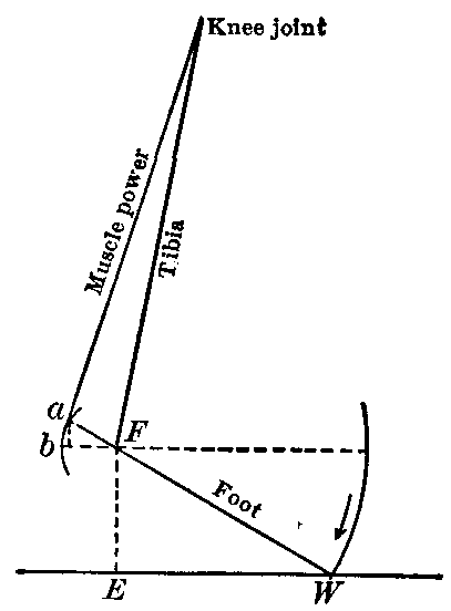 Fig. 118—Diagram of the foot lever. F. Fulcrum at ankle joint. W. Body weight expressed as pressure against the earth. While the muscle power acts through the distance ab, the fulcrum support (body) is forced through the distance FE. Fig. 118