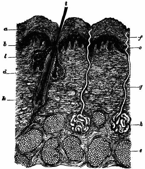 Fig. 121—Section of skin magnified, a, b. Epidermis, b. Pigment layer. c. Papillæ, d. Dermis. e. Fatty tissue. f, g, h. Sweat gland and duct. i, k. Hair and follicle. l. Oil gland. Fig. 121