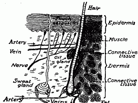 Fig. 122—Diagram of section of skin showing its different structures. Fig. 122