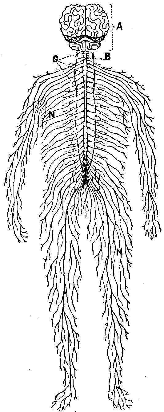 Fig. 125—Diagram of nerve skeleton. The illustration shows the extent and general arrangement of the nervous tissue. A. Brain. B. Spinal cord. N. Nerve trunks and nerves. G. Ganglia. Fig. 125