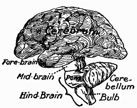 Fig. 130—Diagram of divisions of brain. Fig. 130