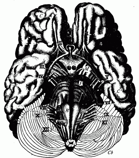 Fig. 132—Human brain viewed from below. C. Cerebrum. Cb. Cerebellum. M. Midbrain. P. Pons. B. Bulb. I-XII. Cranial nerves. Fig. 132
