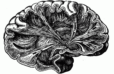 Fig. 134—Semi-diagrammatic representation of a section through the right cerebral hemisphere, showing fiber tracts. A. Association fibers. C. Commissural fibers. P. Projection fibers. The cell-bodies with which the fiber bundles connect are in the surface layer or cortex. Fig. 134