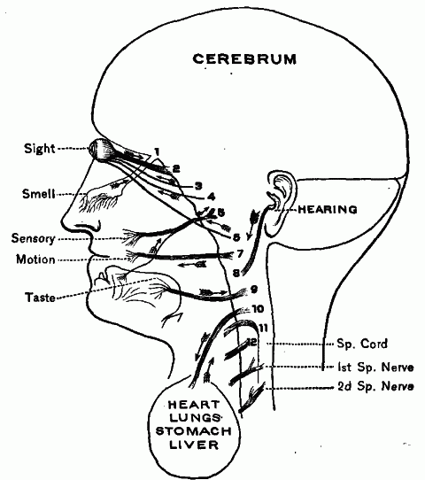 Fig. 136—Diagram suggesting the distribution and functions of the cranial nerves (Colton). See also Fig. 132. Fig. 136