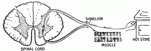 Fig. 138—Diagram illustrating reflex action of an external organ. Fig. 138