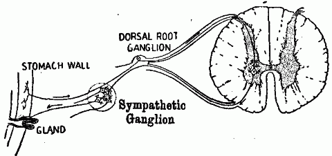 Fig. 139—Diagram illustrating reflex action in its relation to the food canal. The nerve path in this case includes sympathetic neurons. Fig. 139