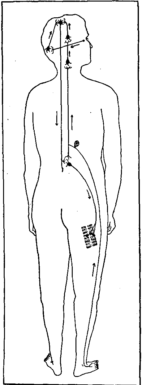 Fig. 143—Nerve board for demonstrating nerve pathways. Fig. 143