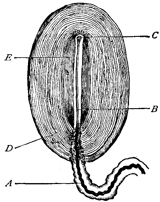 Fig. 145—Pacinian corpuscle, magnified. A. Medullated nerve fiber. B. Axis cylinder terminating in small bulb at C. D. Concentric layers of connective tissue. E. Inner bulb. Fig. 145