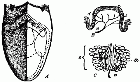 Fig. 146—Sense organs of taste. A. Map of upper surface of tongue, showing on the left the different kinds of papillæ, and on the right the areas of taste (after Hall). Area sensitive to bitter (——); to acid (....); to salt (—.—.—.—); to sweet (————). B. Section through a papilla. n. Small nerve connecting with taste buds at d. e. Epithelium. C. Single taste bud magnified. n. Nerve, the fibers of which terminate between the spindle-shaped cells a. e. Epithelial cells. Fig. 146