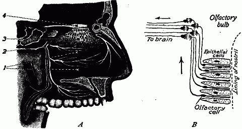 Fig. 147—Sense organ of smell. A. Distribution of nerves in outer wall of nasal cavity. 1. Turbinated bones. 2. Branch of fifth pair of nerves. 3. Branches of olfactory nerve. 4. Olfactory bulb. B. Diagram showing connection of neurons concerned in smell. Fig. 147