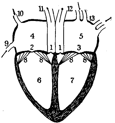 Fig. 15—Diagram showing plan of the heart. 1. Semilunar valves. 2. Tricuspid valve. 3. Mitral valve. 4. Right auricle. 5. Left auricle. 6. Right ventricle. 7. Left ventricle. 8. Chordæ tendineæ. 9. Inferior vena cava. 10. Superior vena cava. 11. Pulmonary artery. 12. Aorta. 13. Pulmonary veins. Fig. 15