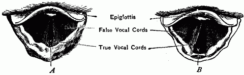 Fig. 150—Vocal cords as seen from above. A. In producing sound, B. During quiet breathing. Fig. 150