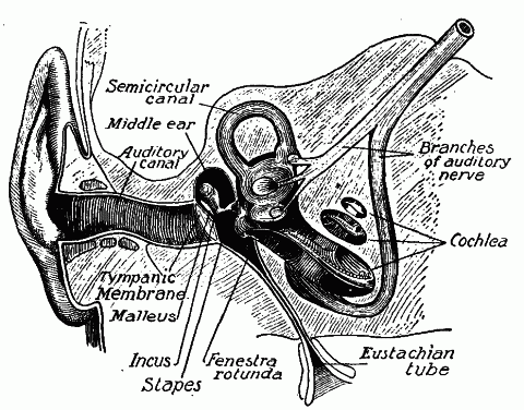 Fig. 151—Diagram of section through the ear, showing relations of its various parts. (See text.) Fig. 151