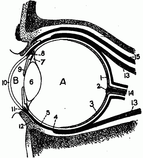 Fig. 159—Diagram of the eyeball in position. 1. Yellow spot. 2. Blind spot. 3. Retina. 4. Choroid coat. 5. Sclerotic coat. 6. Crystalline lens. 7. Suspensory ligament. 8. Ciliary processes and ciliary muscle. 9. Iris containing the pupil. 10. Cornea. 11. Lymph duct. 12. Conjunctiva. 13. Inferior and superior recti muscles. 14. Optic nerve. 15. Elevator muscle of eyelid. 16. Bone. A. Posterior chamber containing the vitreous humor. B. Anterior chamber containing the aqueous humor. Fig. 159