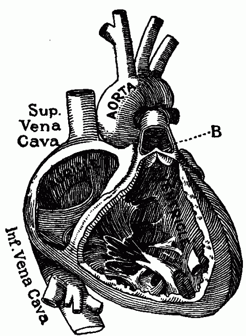 Fig. 16—Right side of heart dissected to show cavities and valves. B. Right semilunar valve. The tricuspid valve and the chordæ tendineæ shown in the ventricle. Fig. 16