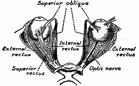 Fig. 162—Exterior muscles of eyeball. Fig. 162
