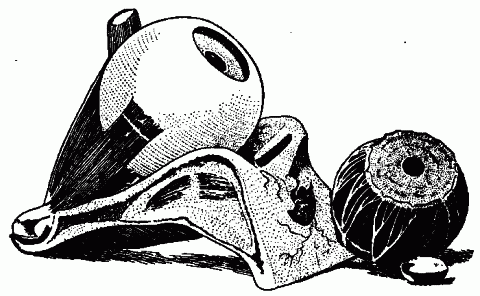Fig. 167—Model for demonstrating the eyeball. Fig. 167