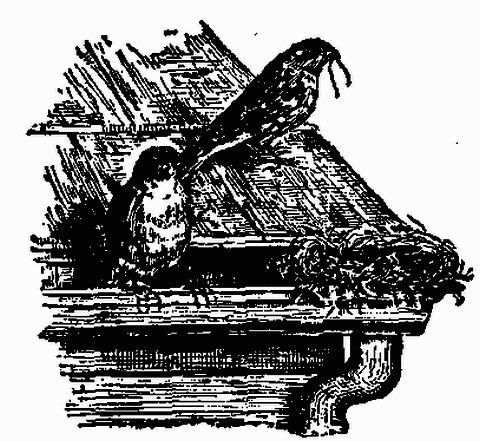 Fig. 168—Contamination of cistern water by birds nesting in the gutter trough. Fig. 168