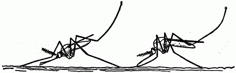 Fig. 170—Mosquitoes in resting position. (From Howard's Mosquitoes.) On left the malarial mosquito (Anopheles); on the right the harmless mosquito (Culex). Fig. 170