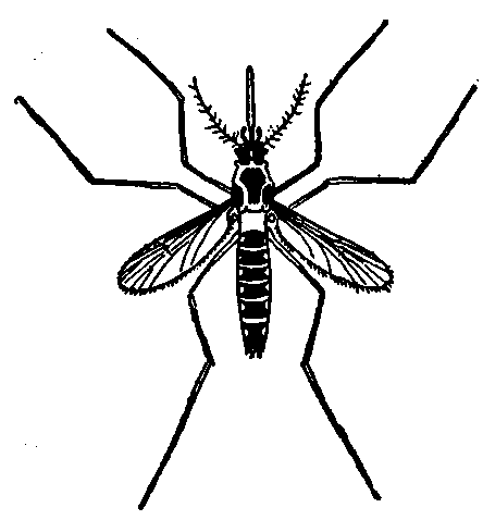 Fig. 171—Stegomyia, the yellow-fever mosquito (after Howard). Fig. 171