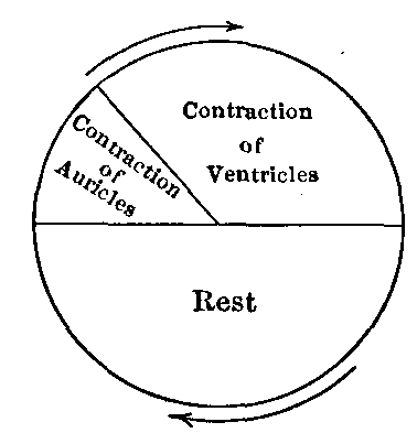 Fig. 18—Diagram illustrating the "cardiac cycle." Fig. 18