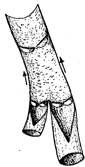 Fig. 20—Vein split open to show the valves. Fig. 20