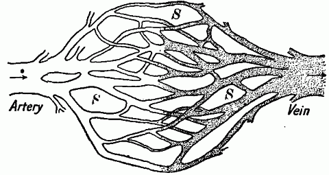 Fig. 21—Diagram of network of capillaries between a very small artery and a very small vein. Shading indicates the change of color of the blood as it passes through the capillaries. S. Places between capillaries occupied by the cells. Fig. 21