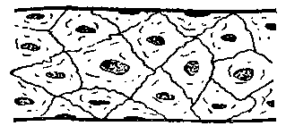 Fig. 22—Surface of capillary highly magnified, showing its coat of thin cells placed edge to edge. Fig. 22