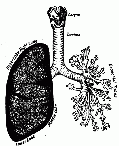 Fig. 33—Lungs and air passages seen from the front. The right lung shows the lobes and their divisions, the lobules. The tissue of the left lung has been dissected away to show the air tubes. Fig. 33