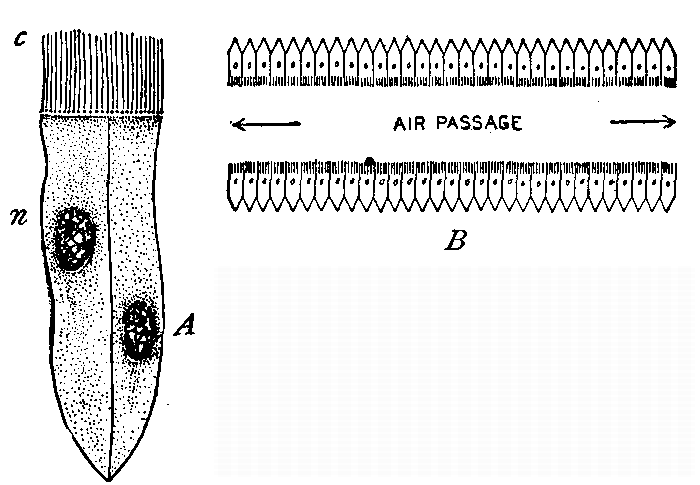 Fig. 35—Ciliated epithelial cells. A. Two cells highly magnified. c. Cilia, n. Nucleus. B. Diagram of a small air tube showing the lining of cilia. Fig. 35