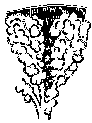 Fig. 36—Terminal air sacs. The two large sacs are infundibula; the small divisions are alveoli. (Enlarged.) Fig. 36