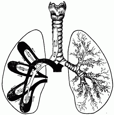 Fig. 38.—Diagram to show the double movement of air and blood through the lungs. The blood leaves the heart by the pulmonary artery and returns by the pulmonary veins. The air enters and leaves the lungs by the same system of tubes. Fig. 38
