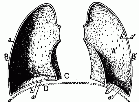 Fig. 40—The pleuræ. Diagram showing the general form of the pleural sacs as they surround the lungs and line the inner surfaces of the chest (other parts removed). A, A'. Places occupied by the lungs. B, B'. Slight space within the pleural sacs containing the pleural secretion, a, a'. Outer layer of pleura and lining of chest walls and upper surface of diaphragm. b, b'. Inner layer of pleura and outer lining of lungs. C. Space occupied by the heart. D. Diaphragm. Fig. 40