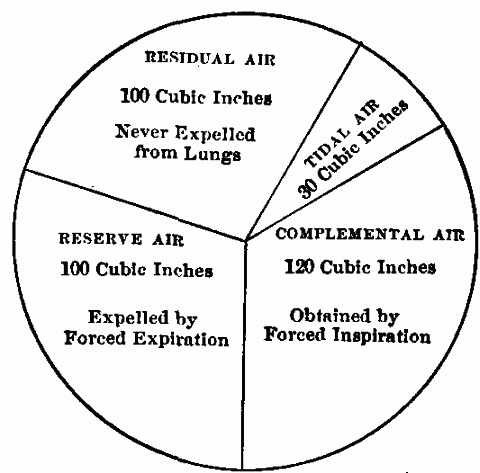 Fig. 43—Diagram illustrating lung capacity. Fig. 43