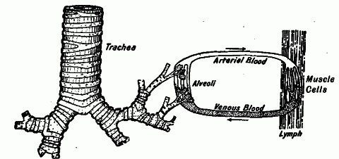 Fig. 44—Diagram illustrating internal respiration and its dependence on external respiration. (Modified from Hall.) (See text.) Fig. 44