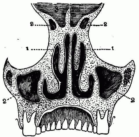 Fig. 45—Human air filter. Diagram of a section through the nostrils; shows projecting bones covered with moist membrane against which the air is made to strike by the narrow passages. 1. Air passages. 2. Cavities in the bones. 3. Front lower portion of the cranial cavity. Fig. 45