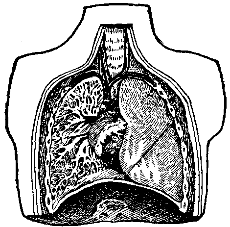 Fig. 49—Model for demonstrating the lungs. Fig. 49