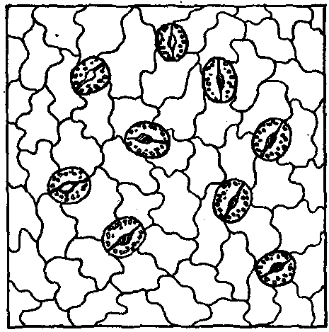 Fig. 57—Under surface of a geranium leaf showing breathing pores, highly magnified (O.H.). Fig. 57