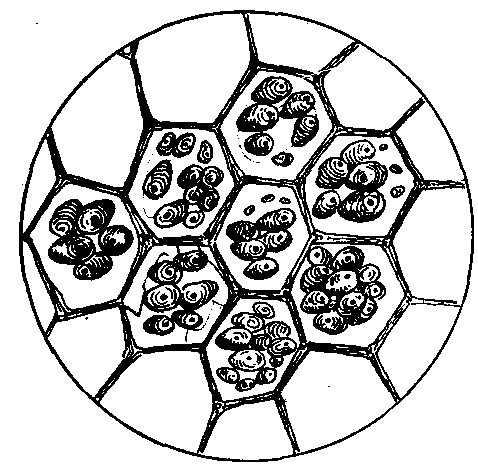 Fig. 60—Starch grains in cells of potato as they appear under the microscope. (See practical work.) Fig. 60