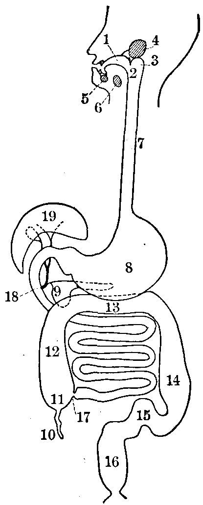 Fig. 63—Diagram of the digestive system. 1. Mouth. 2. Soft palate. 3. Pharynx. 4. Parotid gland. 5. Sublingual gland. 6. Submaxillary gland. 7. Esophagus. 8. Stomach. 9. Pancreas. 10. Vermiform appendix. 11. Cæcum. 12. Ascending colon. 13. Transverse colon. 14. Descending colon. 15. Sigmoid flexure. 16. Rectum. 17. Ileo-cæcal valve. 18. Duct from liver and pancreas. 19. Liver. Diagram does not show comparative length of the small intestine. Fig. 63