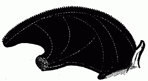 Fig. 66—Diagram showing directions of muscular fibers in tongue. Fig. 66