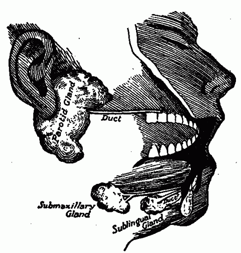 Fig. 67—Salivary glands and the ducts connecting them with the mouth. Fig. 67