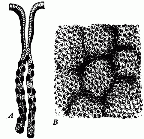 Fig. 68—Gastric Glands. A. Single gland showing the two kinds of secreting cells and the duct where the gland opens on to the surface. B. Inner surface of stomach magnified. The small pits are the openings from the glands. Fig. 68