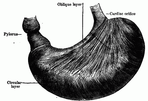 Fig. 69—Muscles of the stomach (from Morris' Human Anatomy). The layer of Longitudinal fibers removed. Fig. 69