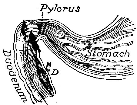 Fig. 70—Passage from stomach into small intestine. Illustration also shows arrangement of mucous membrane in the two organs. D. Bile duct. Fig. 70
