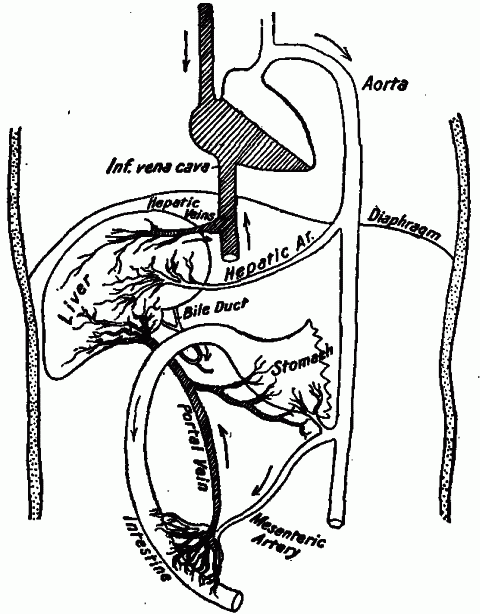 Fig. 72—Relations of the liver. Diagram showing the connection of the liver with the large blood vessels and the food canal. Fig. 72