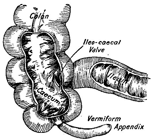 Fig. 73—Passage from small into large intestine. At the ileo-cæcal valve is the narrowest constriction of the food canal. Fig. 73
