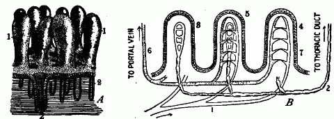 Fig. 76—The villi. A. Diagram of a small section of mucous membrane of small intestine. 1. Villi. 2. Small glands, called crypts. B. Diagram showing structure of villi. 1. Small artery. 2. Lacteal. 3. Villus showing termination of the lacteal. 4. Villus showing capillaries. 5. Villus showing both the lacteal and the capillaries. 6. Small vein. 7. Layer of epithelial cells. Fig. 76