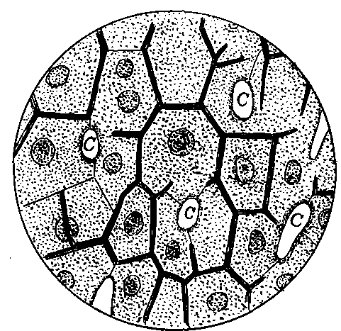 Fig. 78—Liver cells where is stored the glycogen. C. Capillaries. Fig. 78